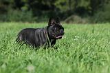 BOULEDOGUE FRANCAIS 747